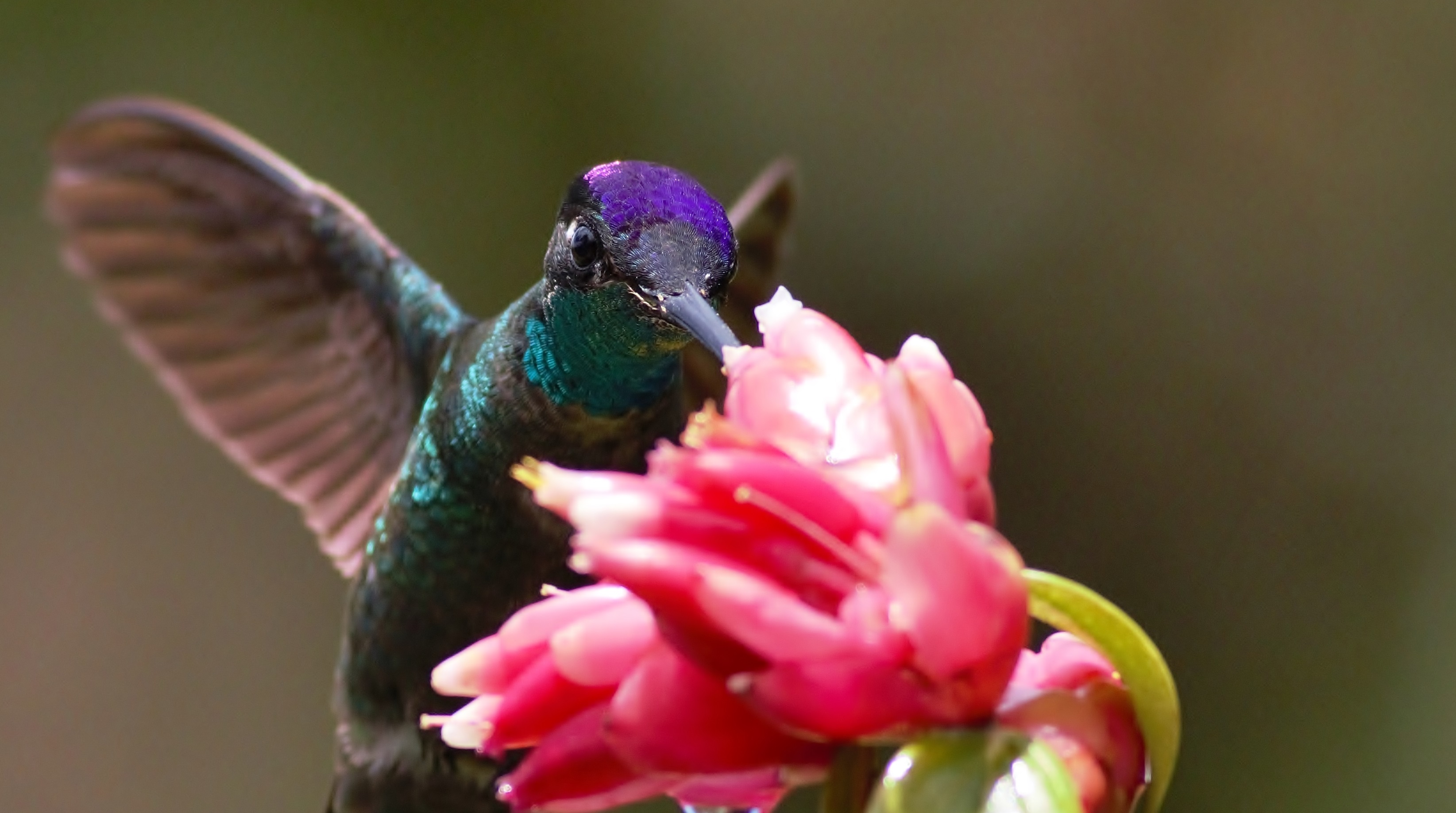 Fiery-throated Hummingbird
